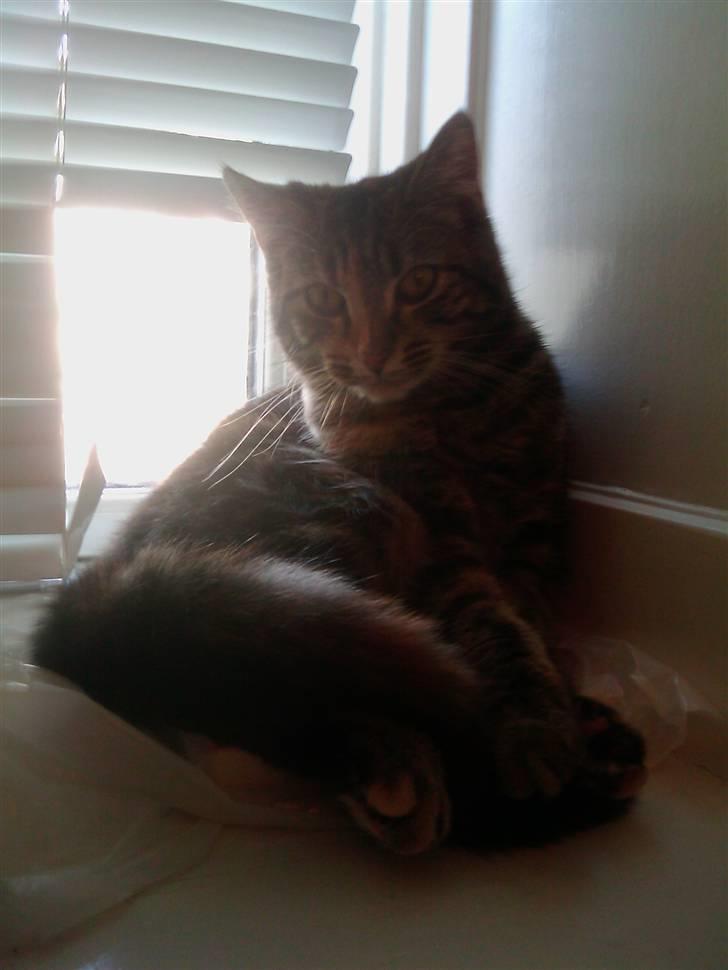 Blanding af racer Misha billede 3