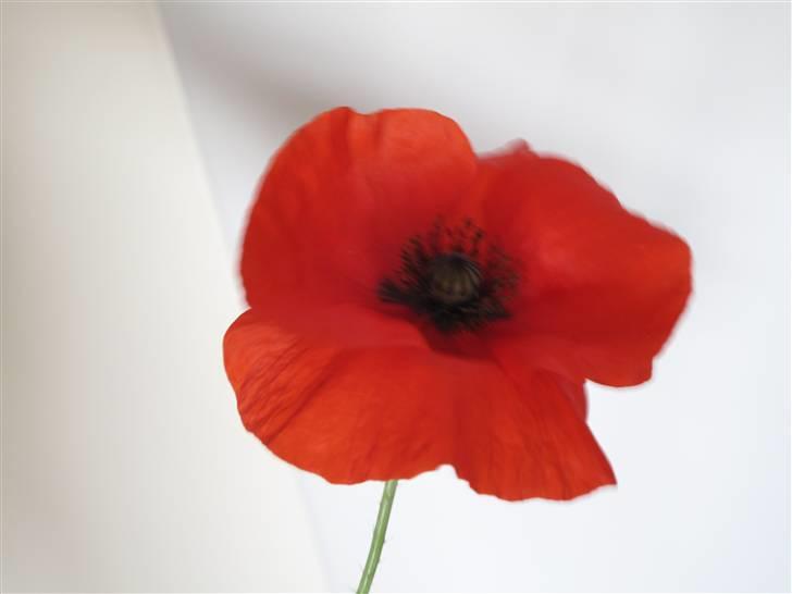 Huskat Sofus - Fordi du er lige så sød som den mest duftende blomst kan dufte! billede 5