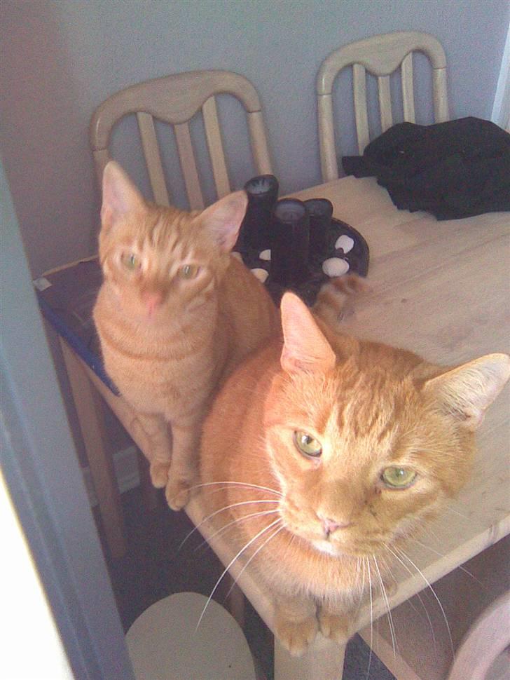 Huskat Olfert - Olfert og Uffe billede 8