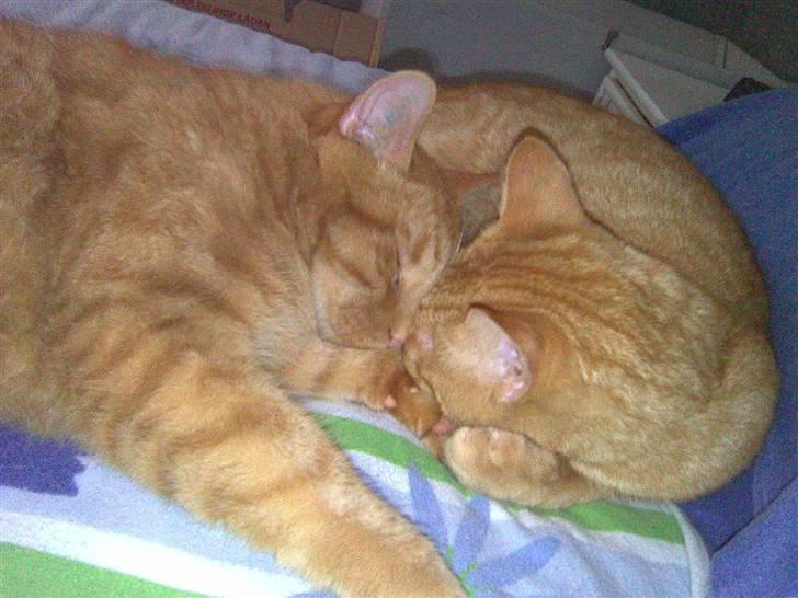 Huskat Olfert - Olfert og Uffe, så er der dømt hygge billede 10