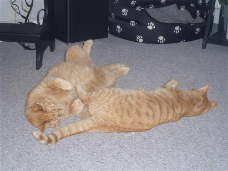 Huskat Olfert billede 13