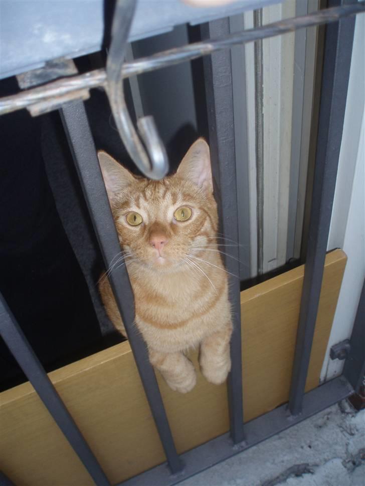 Huskat Uffe billede 1