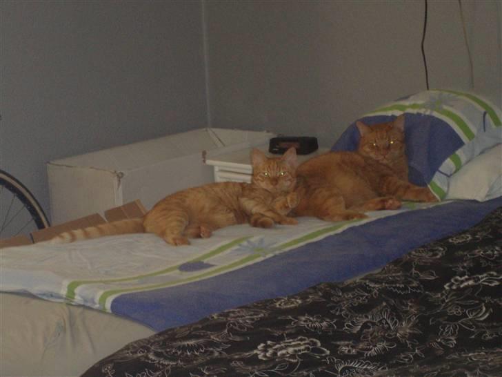 Huskat Uffe billede 2