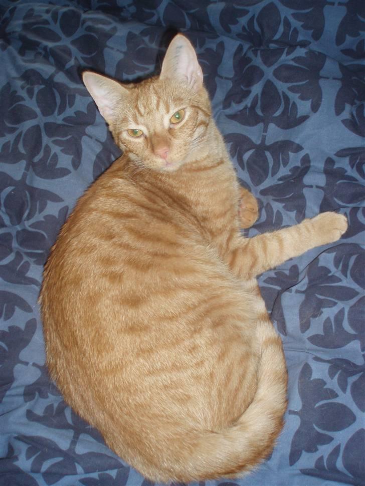 Huskat Uffe billede 5