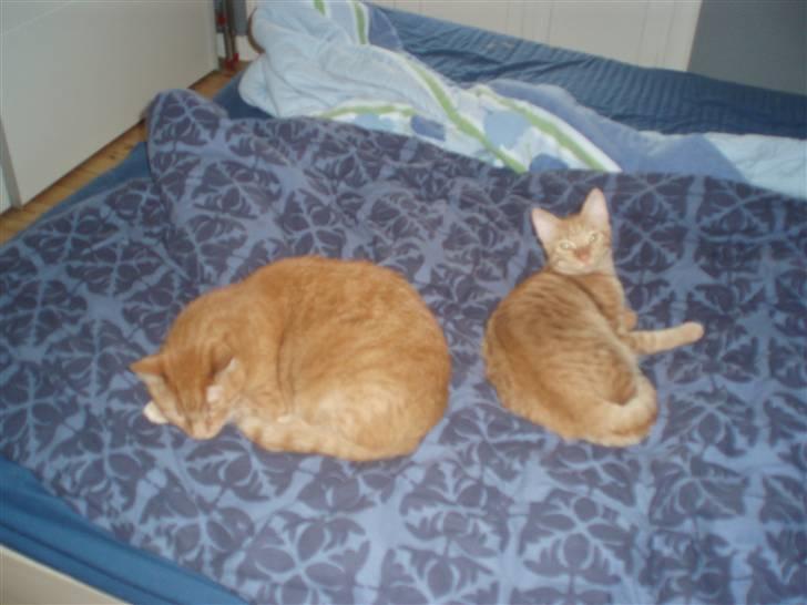 Huskat Uffe billede 6