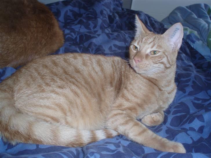 Huskat Uffe billede 7