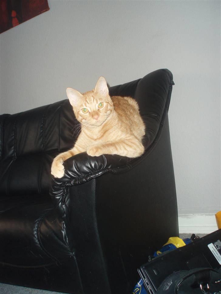 Huskat Uffe billede 8