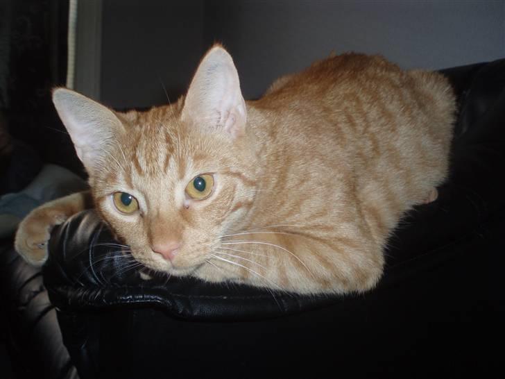 Huskat Uffe billede 9