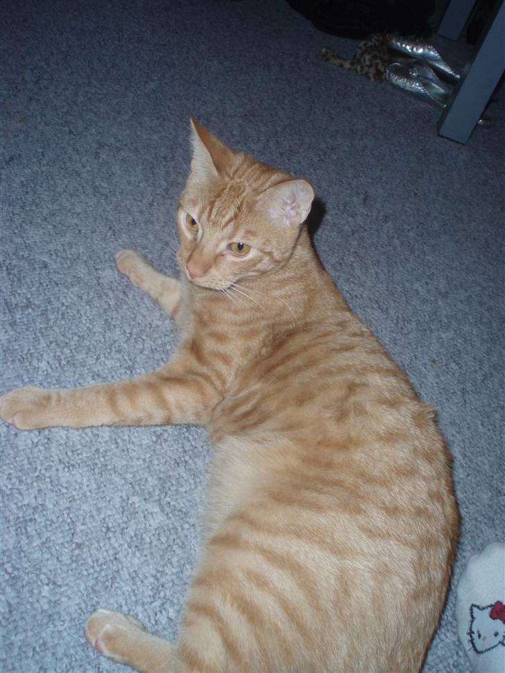 Huskat Uffe billede 10