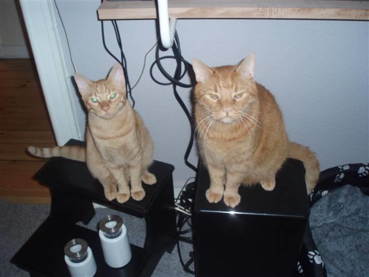 Huskat Uffe billede 11