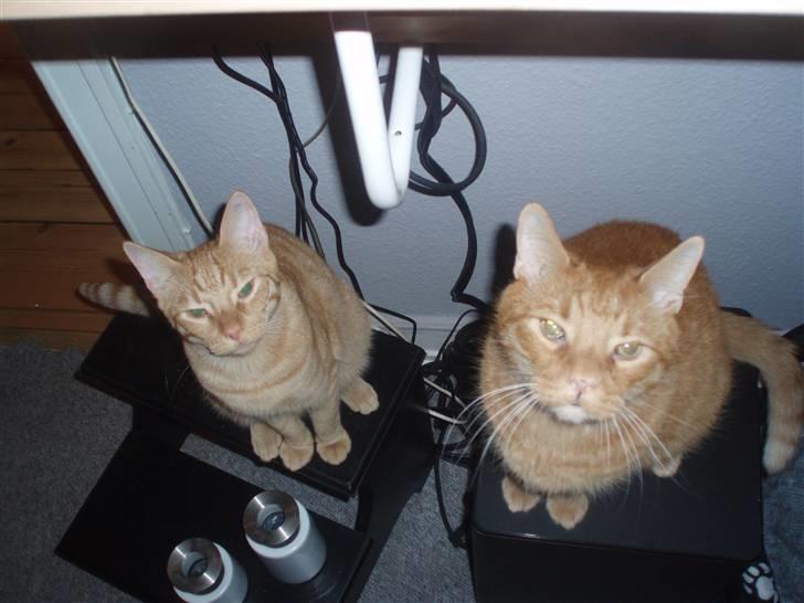 Huskat Uffe billede 12