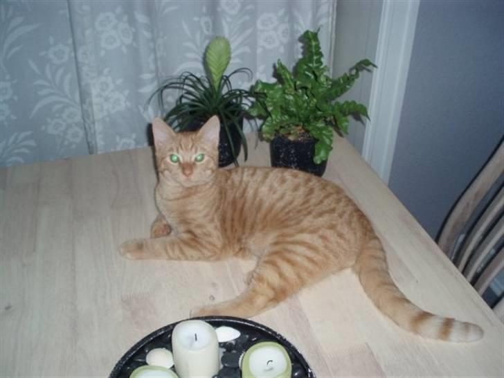 Huskat Uffe billede 15