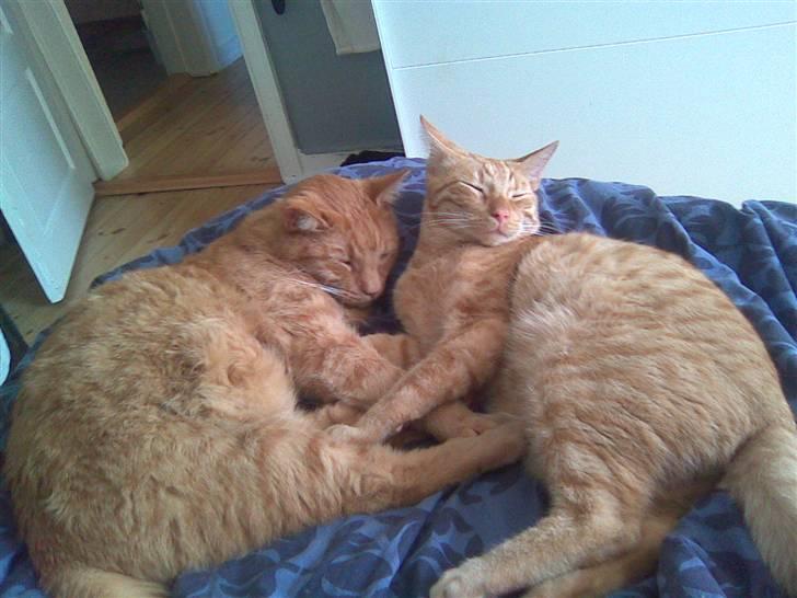 Huskat Uffe billede 16