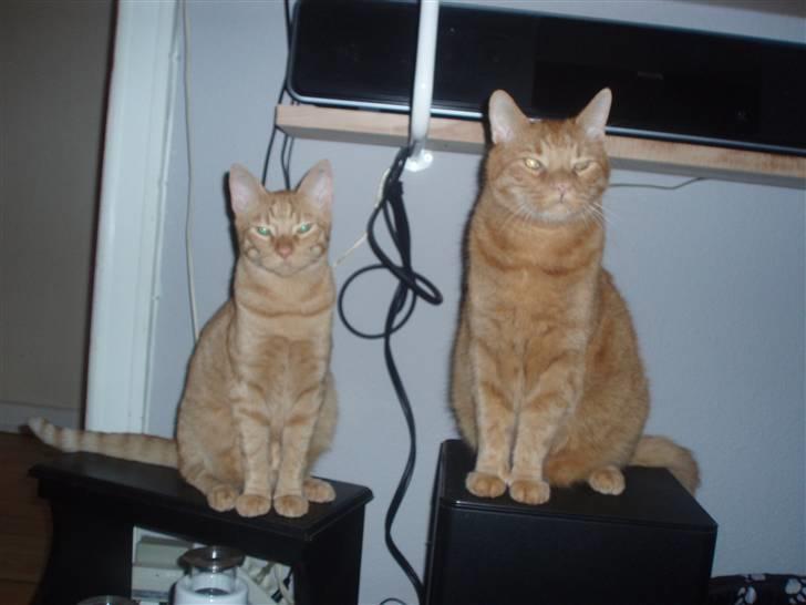 Huskat Olfert billede 16