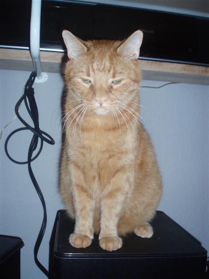 Huskat Olfert billede 17