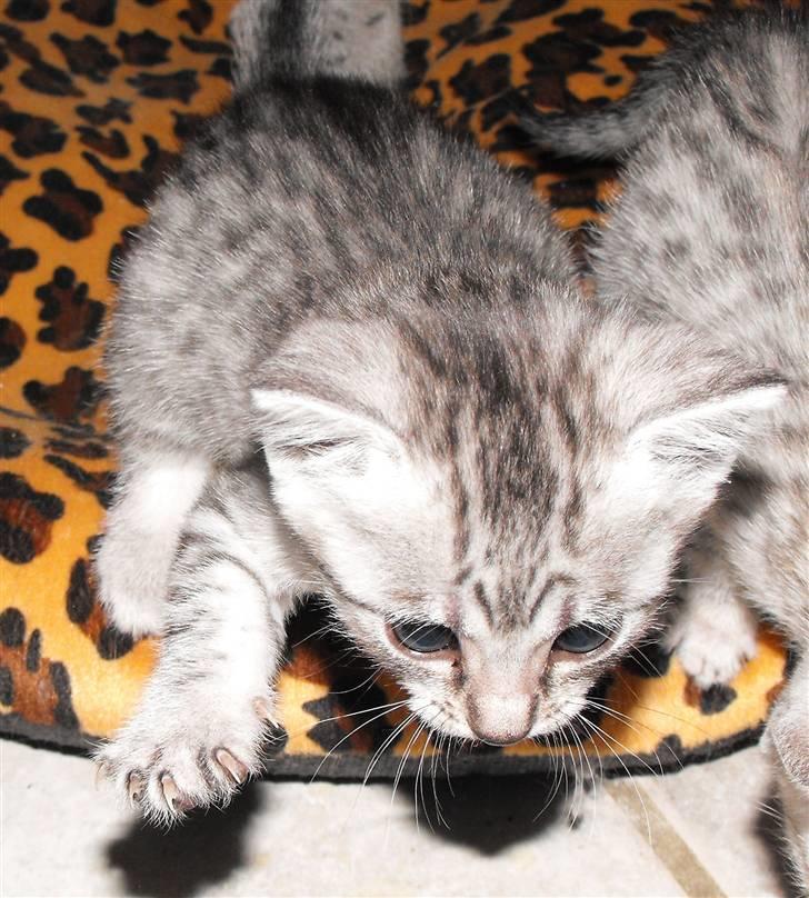 Egyptian Mau Amenhotep´s Nerfetiti billede 13