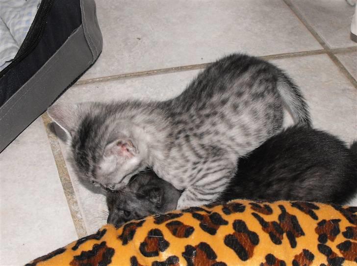Egyptian Mau Amenhotep´s Nerfetiti billede 14