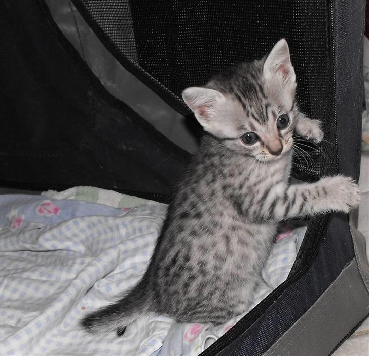 Egyptian Mau Amenhotep´s Nerfetiti billede 15