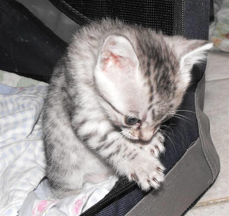 Egyptian Mau Amenhotep´s Nerfetiti billede 16