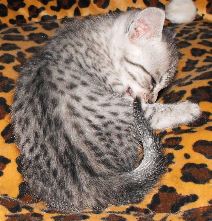 Egyptian Mau Amenhotep´s Nerfetiti billede 17