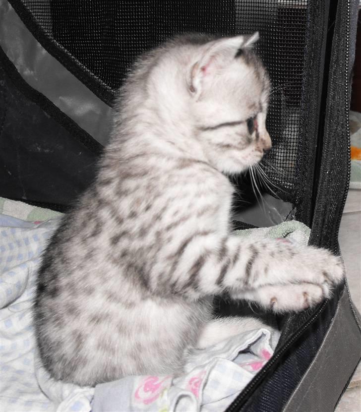 Egyptian Mau Amenhotep´s Nerfetiti billede 18