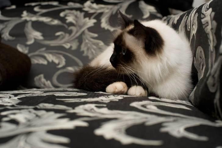 Hellig Birma Shengo Chantel - aka Coco billede 2