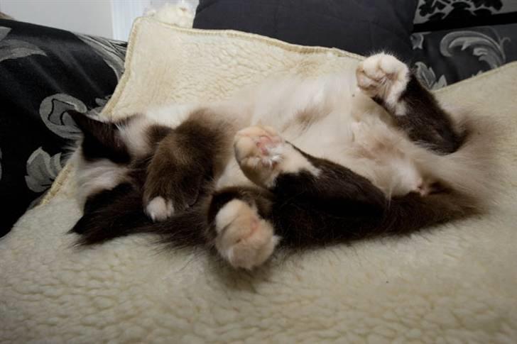 Hellig Birma Shengo Chantel - aka Coco billede 3