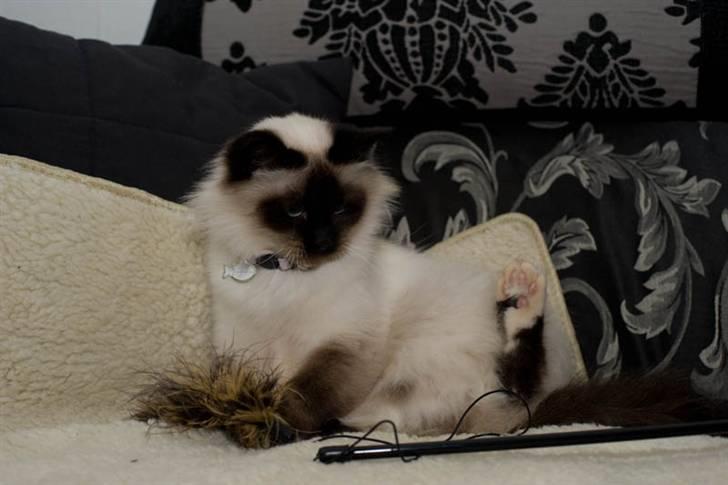 Hellig Birma Shengo Chantel - aka Coco billede 4