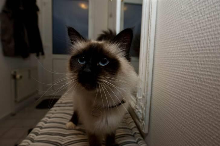 Hellig Birma Shengo Chantel - aka Coco billede 5