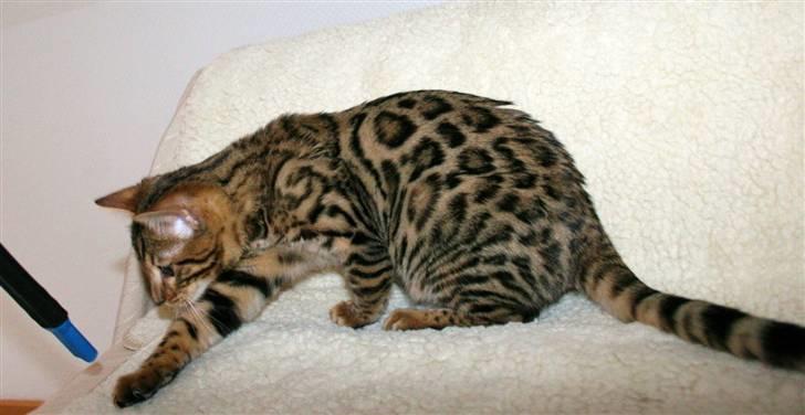 Bengal Bindi bengals Raman billede 1