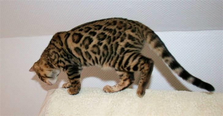 Bengal Bindi bengals Raman billede 2