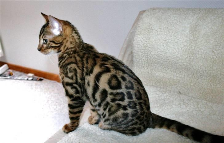 Bengal Bindi bengals Raman billede 3