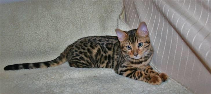 Bengal Bindi bengals Raman billede 4
