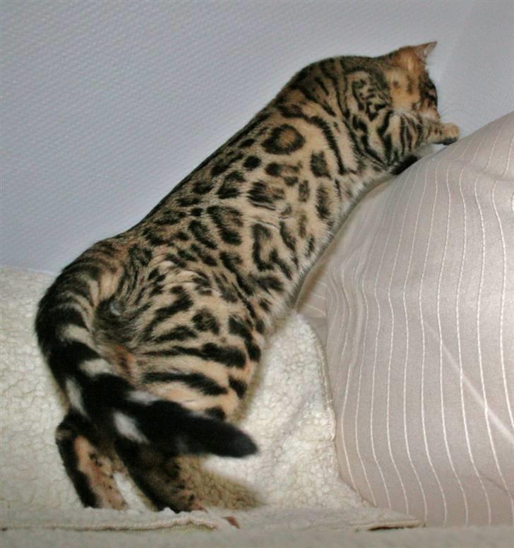 Bengal Bindi bengals Raman billede 5