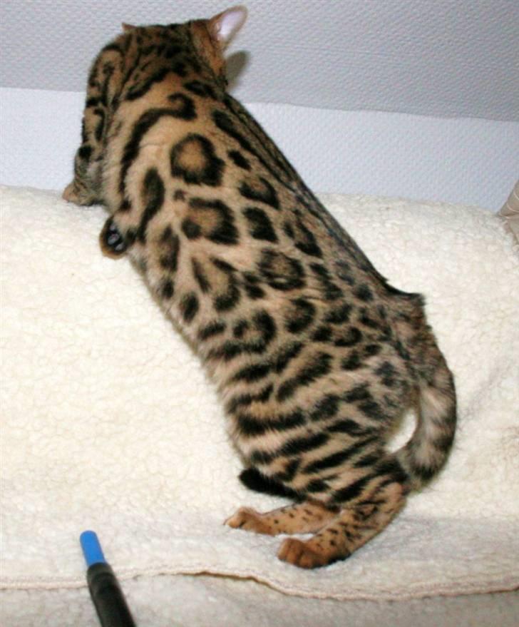 Bengal Bindi bengals Raman billede 6