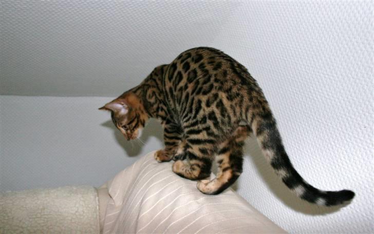 Bengal Bindi bengals Raman billede 7