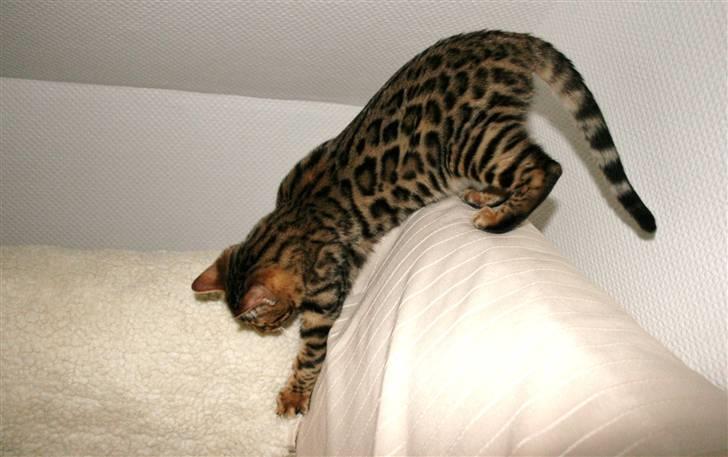 Bengal Bindi bengals Raman billede 8