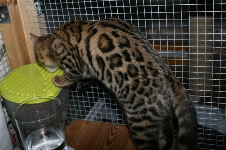 Bengal Bindi bengals Raman billede 9