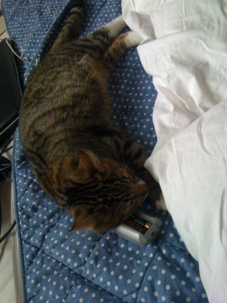 Huskat VampierHeart's billede 9