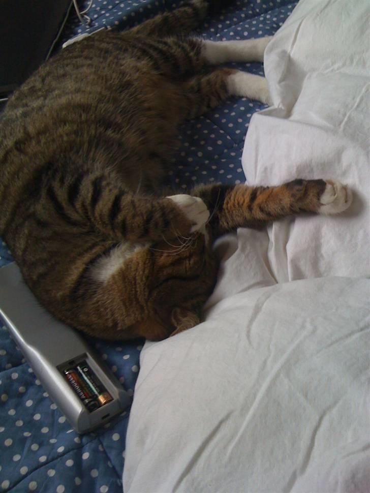 Huskat VampierHeart's billede 10