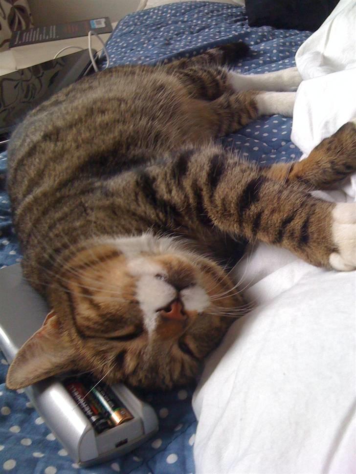 Huskat VampierHeart's billede 11