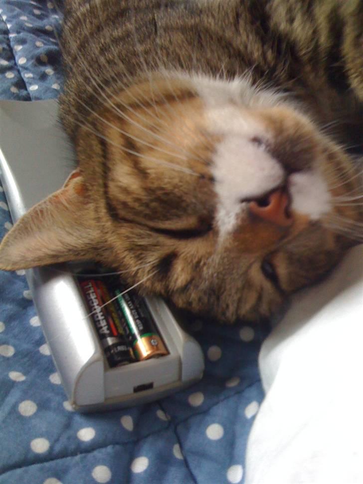 Huskat VampierHeart's billede 12