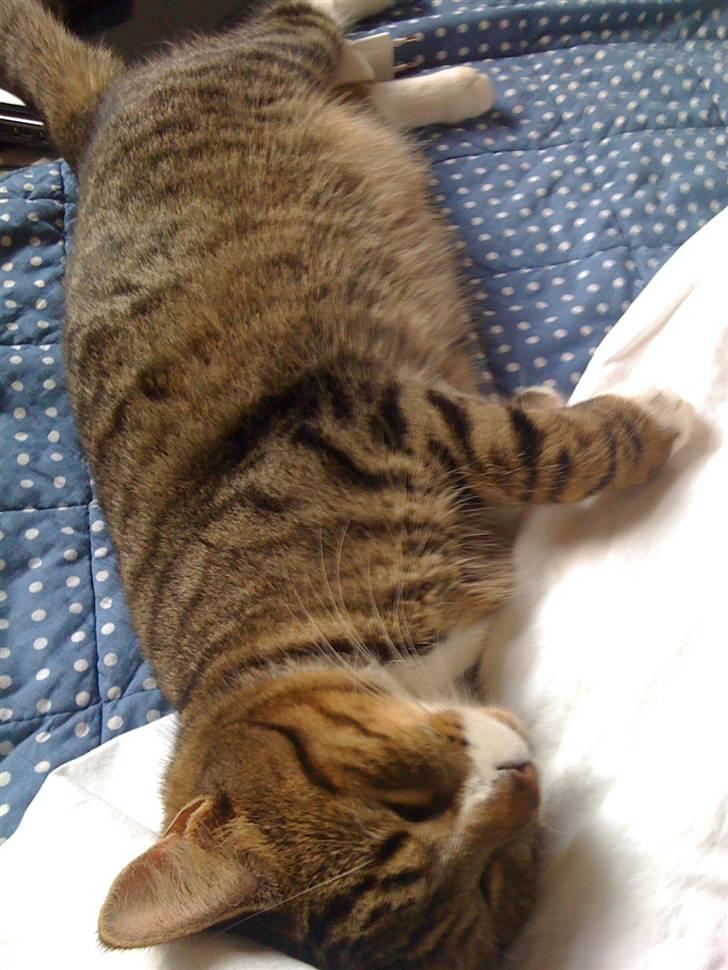 Huskat VampierHeart's billede 13