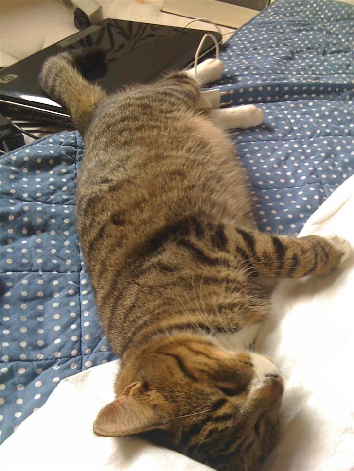 Huskat VampierHeart's billede 14