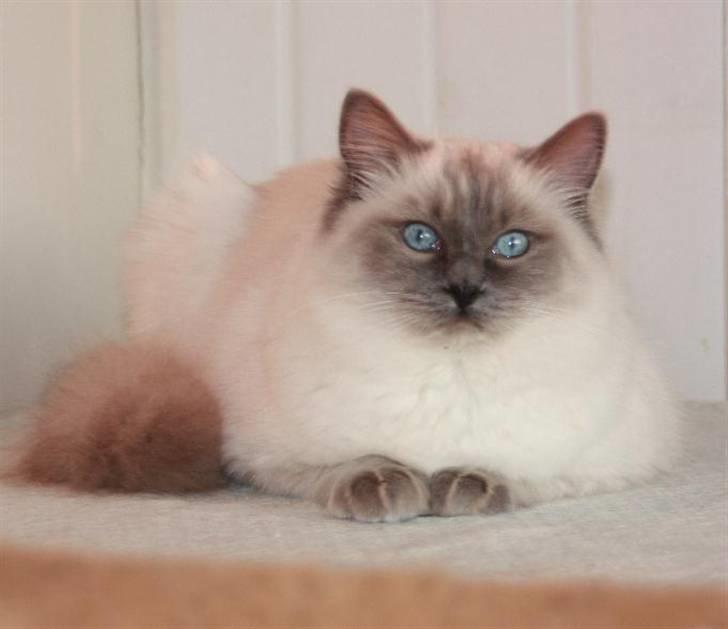 Ragdoll Big-Bang Rainbow Isabella billede 1