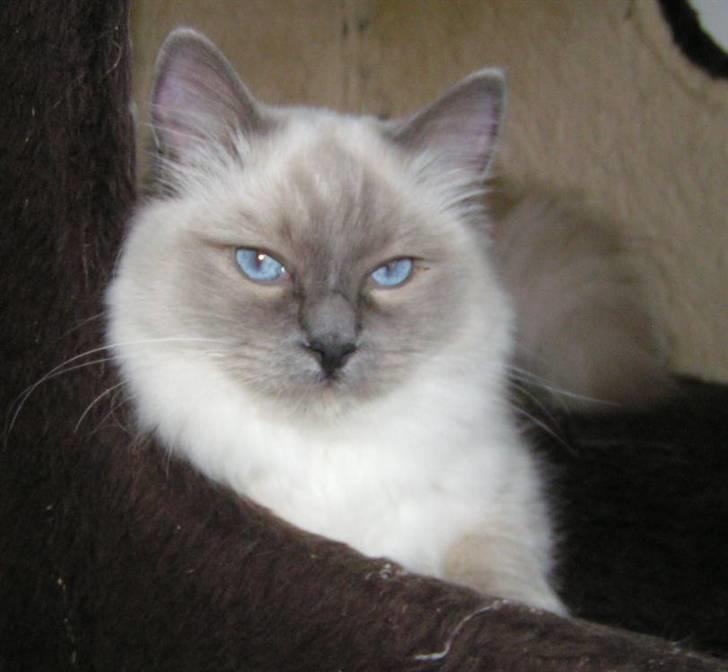 Ragdoll Big-Bang Rainbow Isabella billede 2