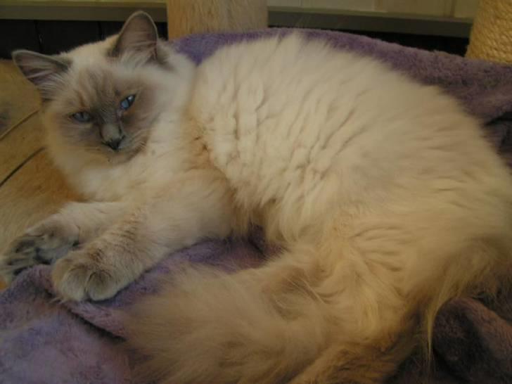 Ragdoll Big-Bang Rainbow Isabella billede 3