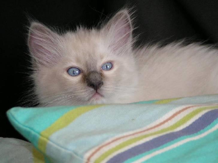 Ragdoll Big-Bang Rainbow Isabella billede 4