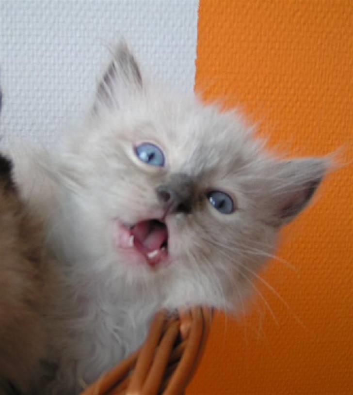 Ragdoll Big-Bang Rainbow Isabella billede 5