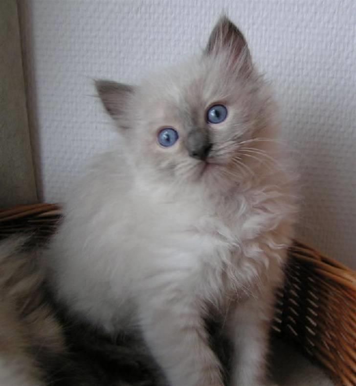 Ragdoll Big-Bang Rainbow Isabella billede 6